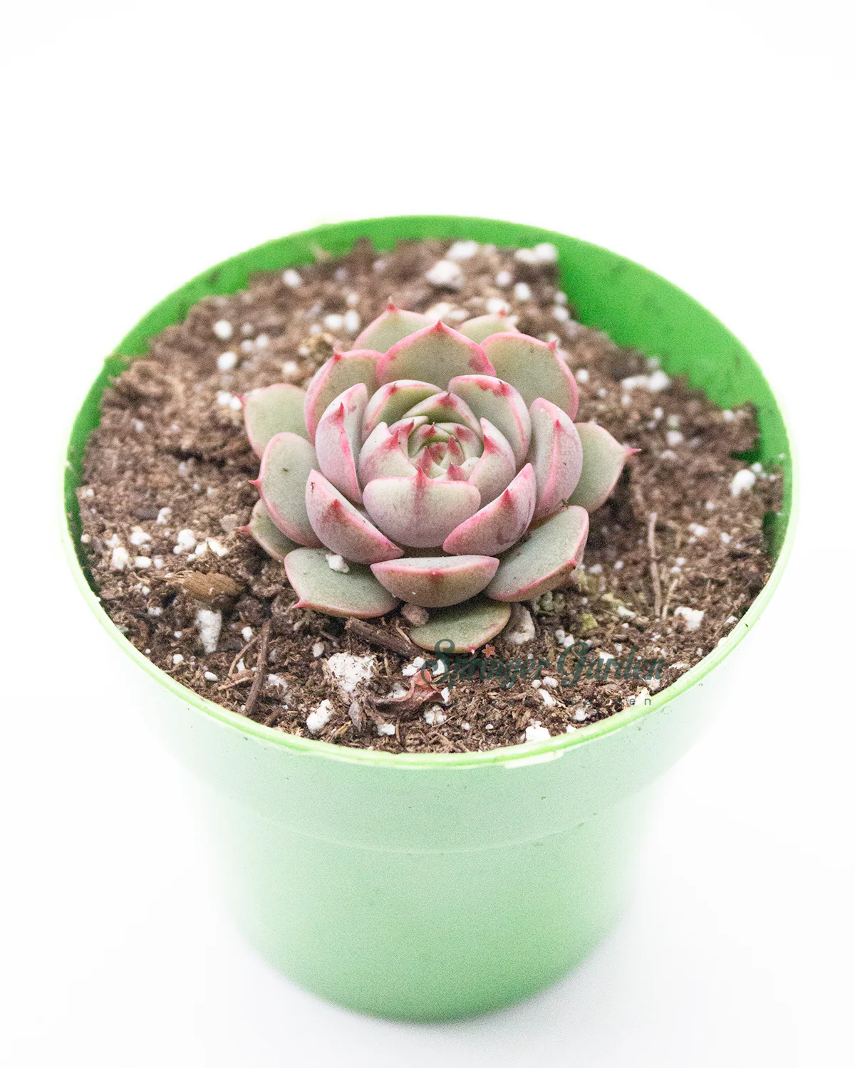 Echeveria 'Ben Badis'