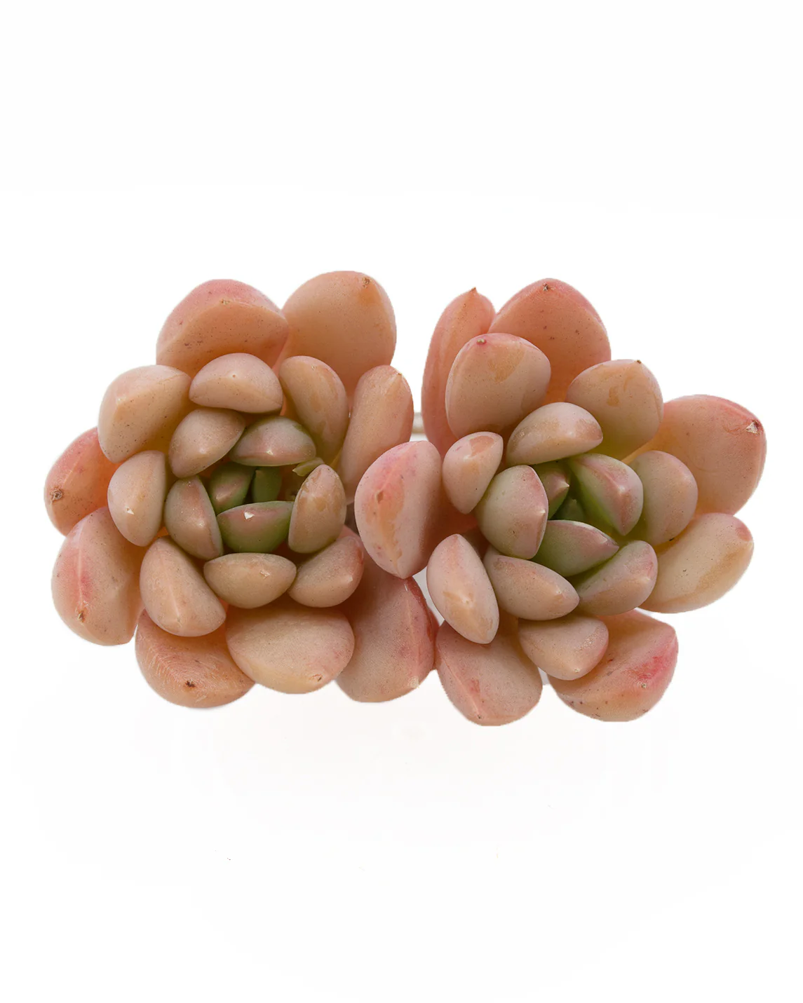 Echeveria Birdoza/Briddoza - Image 2