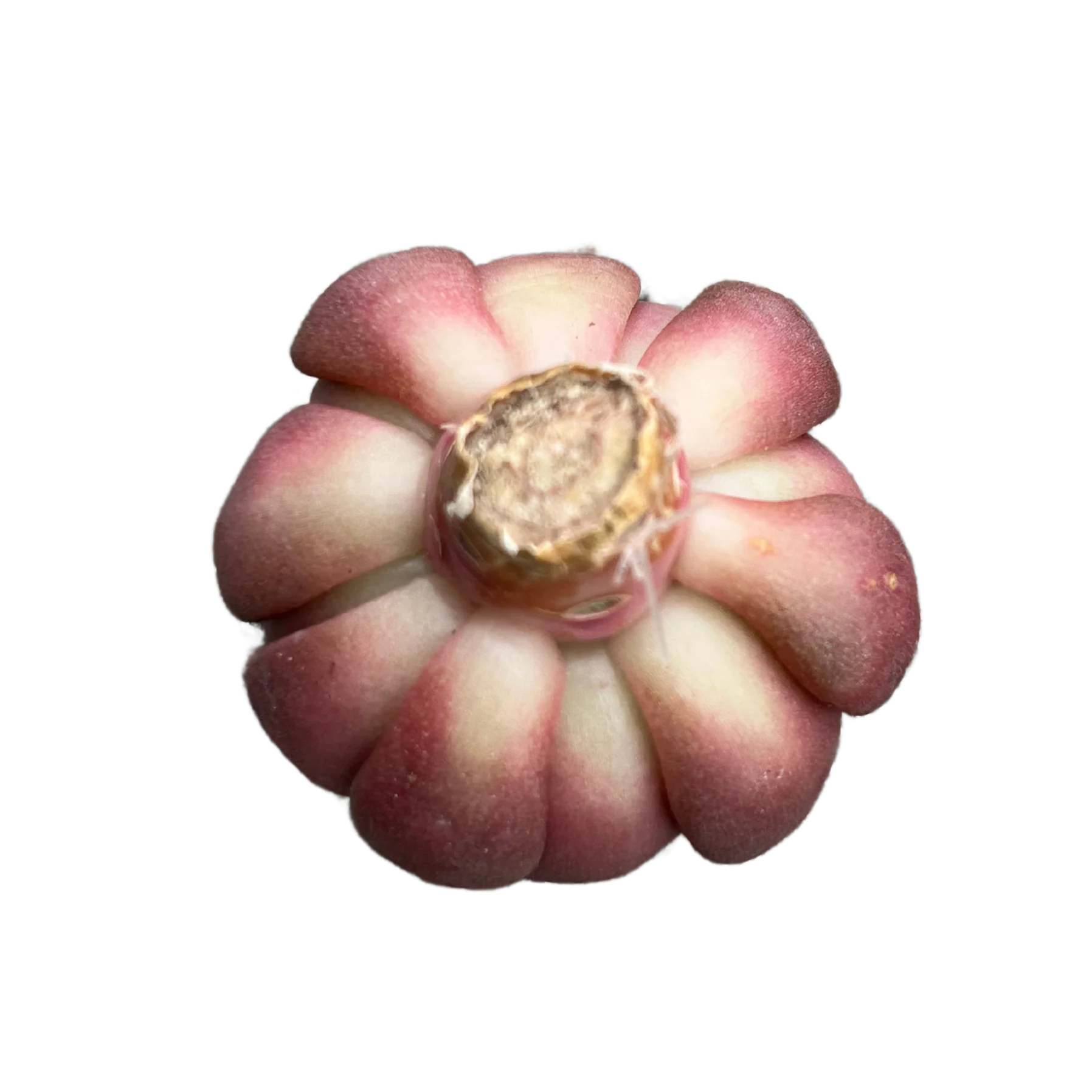 Echeveria Black Bird - Image 2