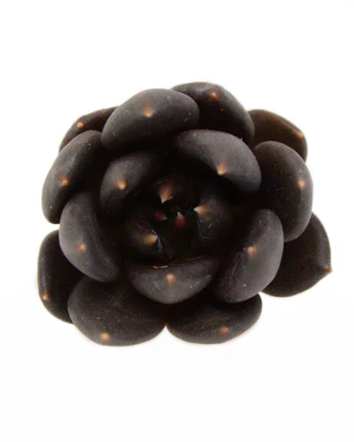 Echeveria Black Bird - Image 3