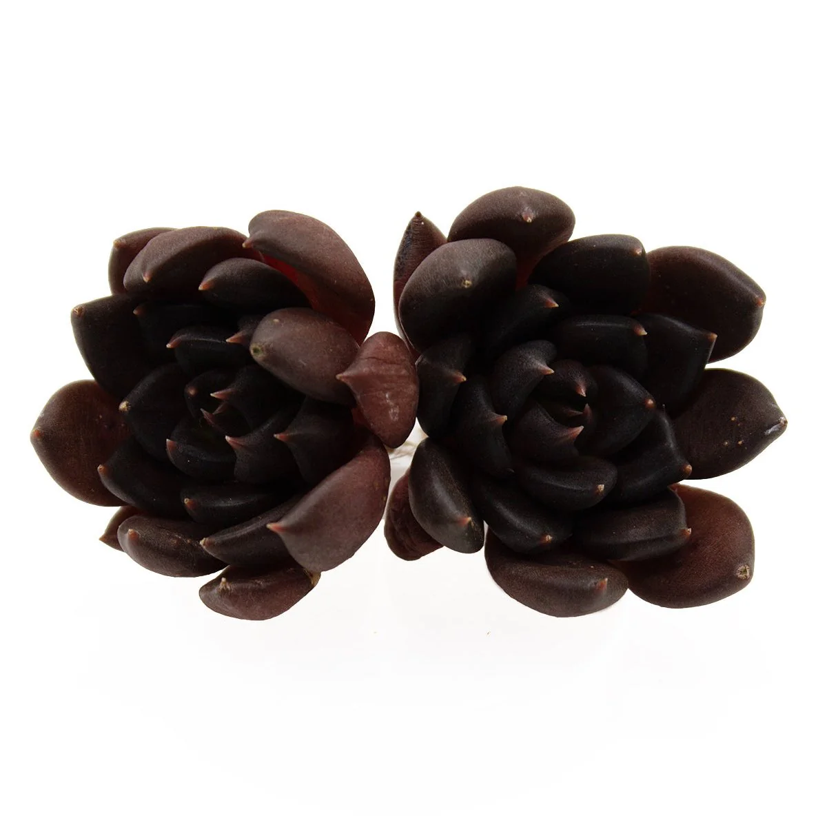 Echeveria Black Bird - Image 5