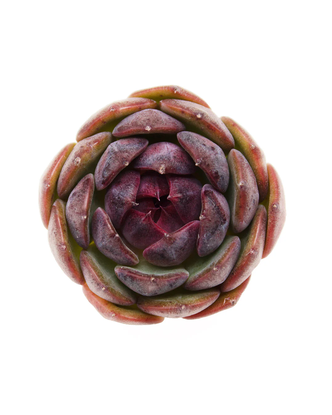 Echeveria Black Queen - Image 3