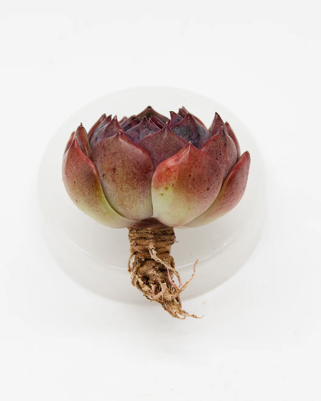 Echeveria Black Queen - Image 4