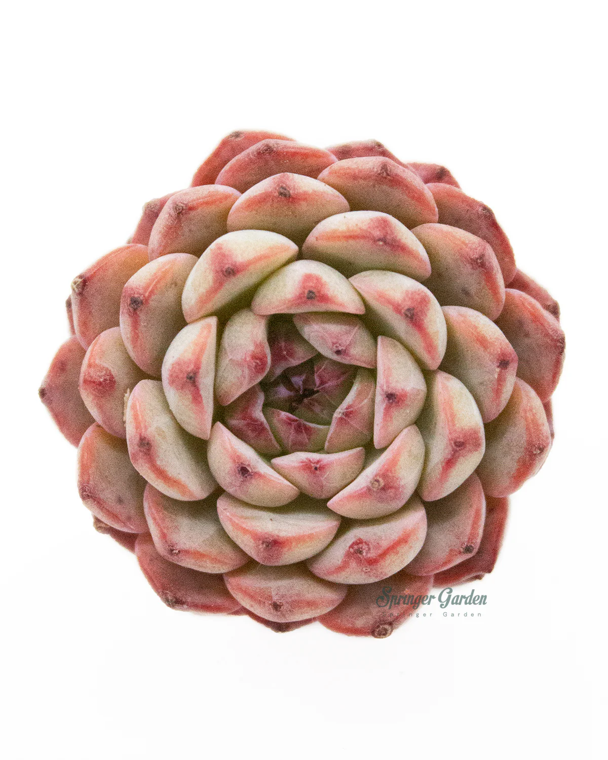Echeveria Blue Minima