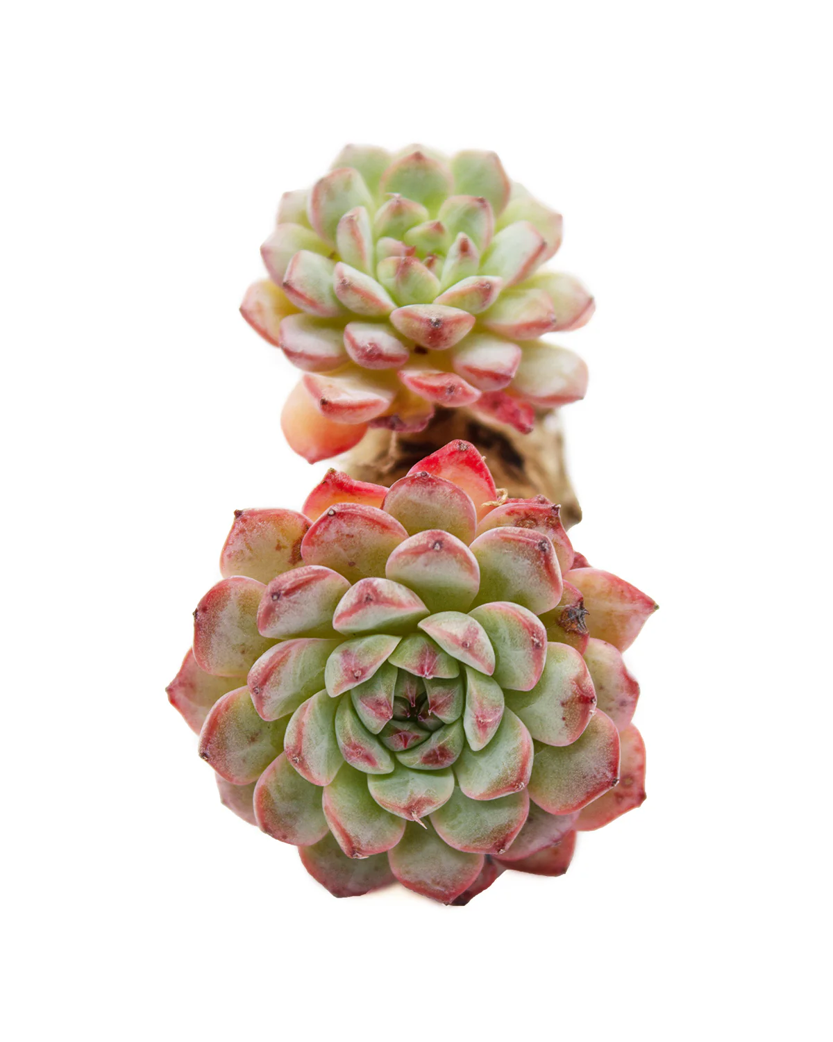 Echeveria Blue Minima - Image 5