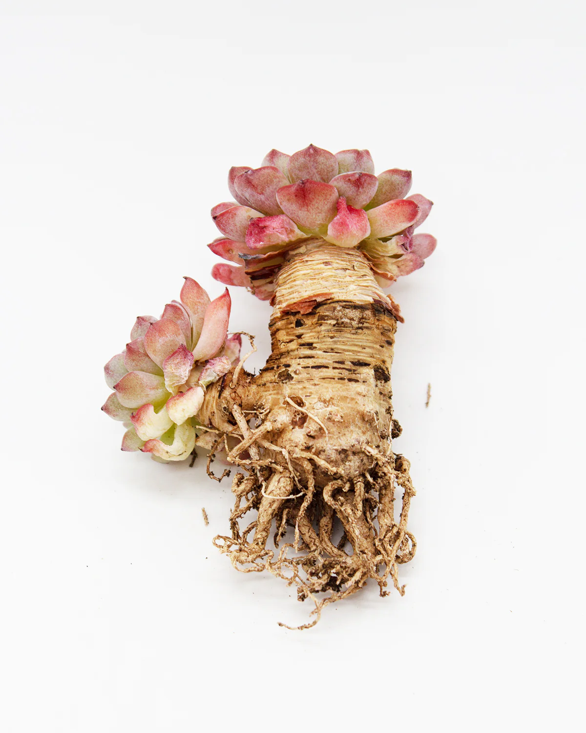 Echeveria Blue Minima - Image 6