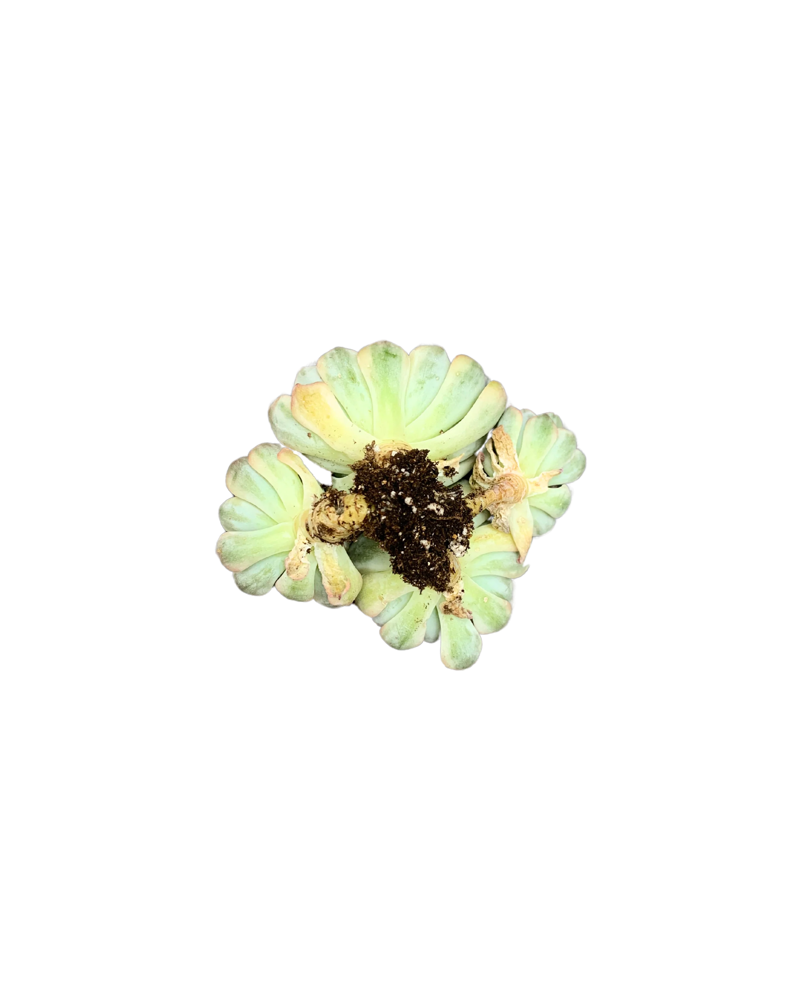 Echeveria Blue Minima var. Cluster - Image 2
