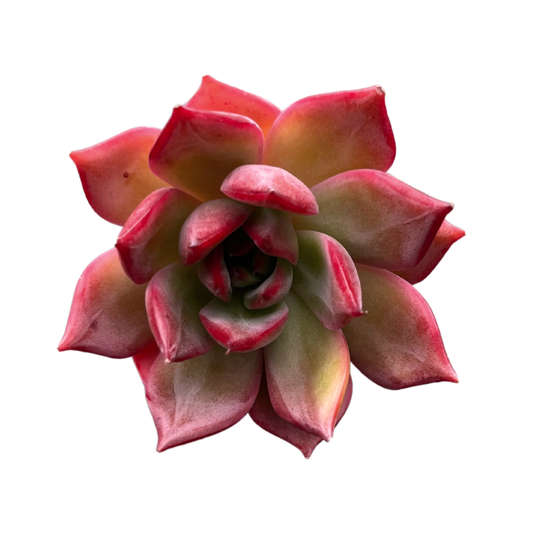 Echeveria Bouquet - Image 2
