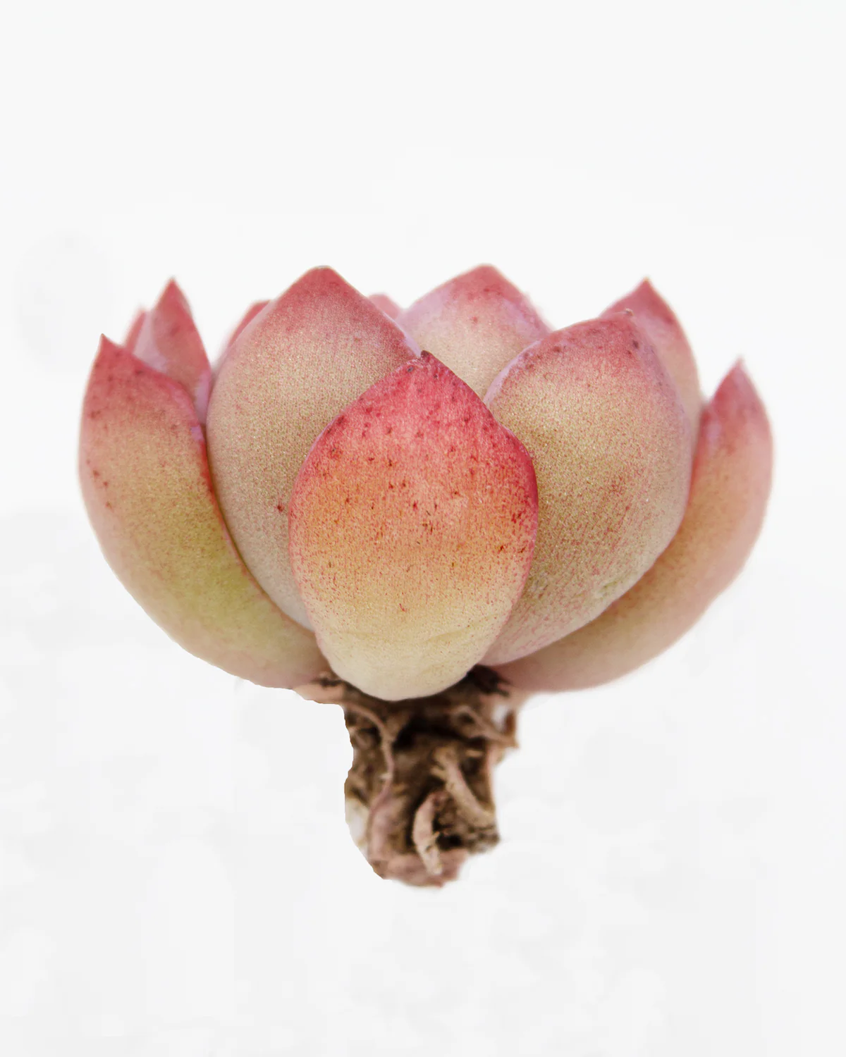 Echeveria Brave - Image 3