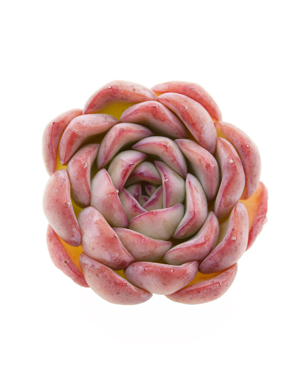 Echeveria Brave - Image 4