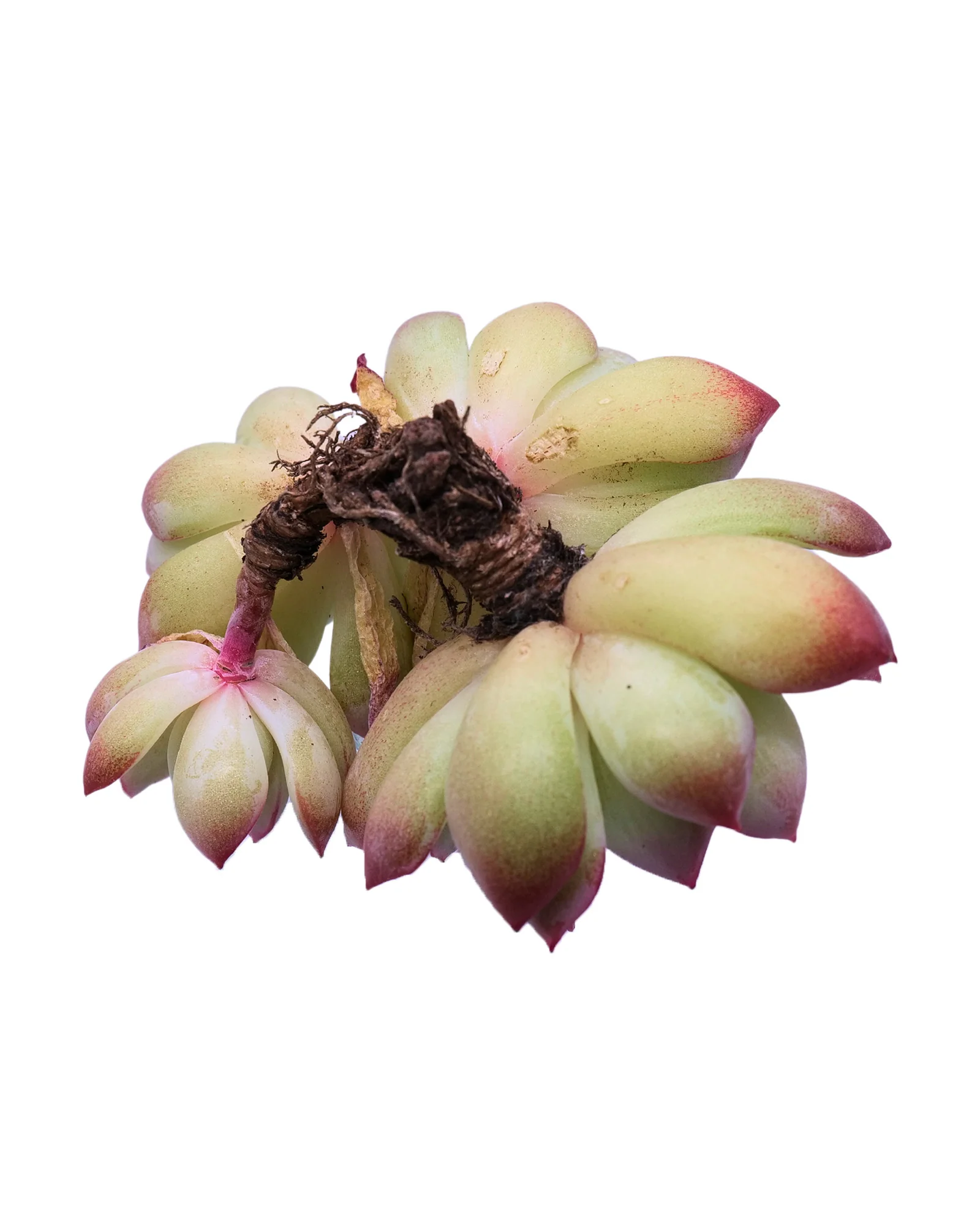 Echeveria Brave - Image 7