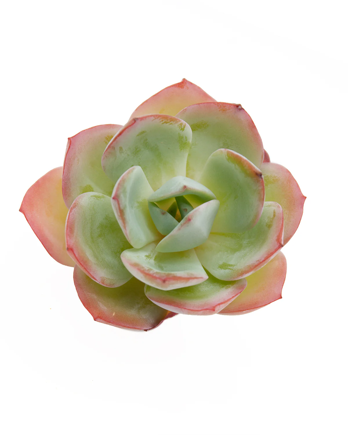 Echeveria Brinks Blue - Image 3