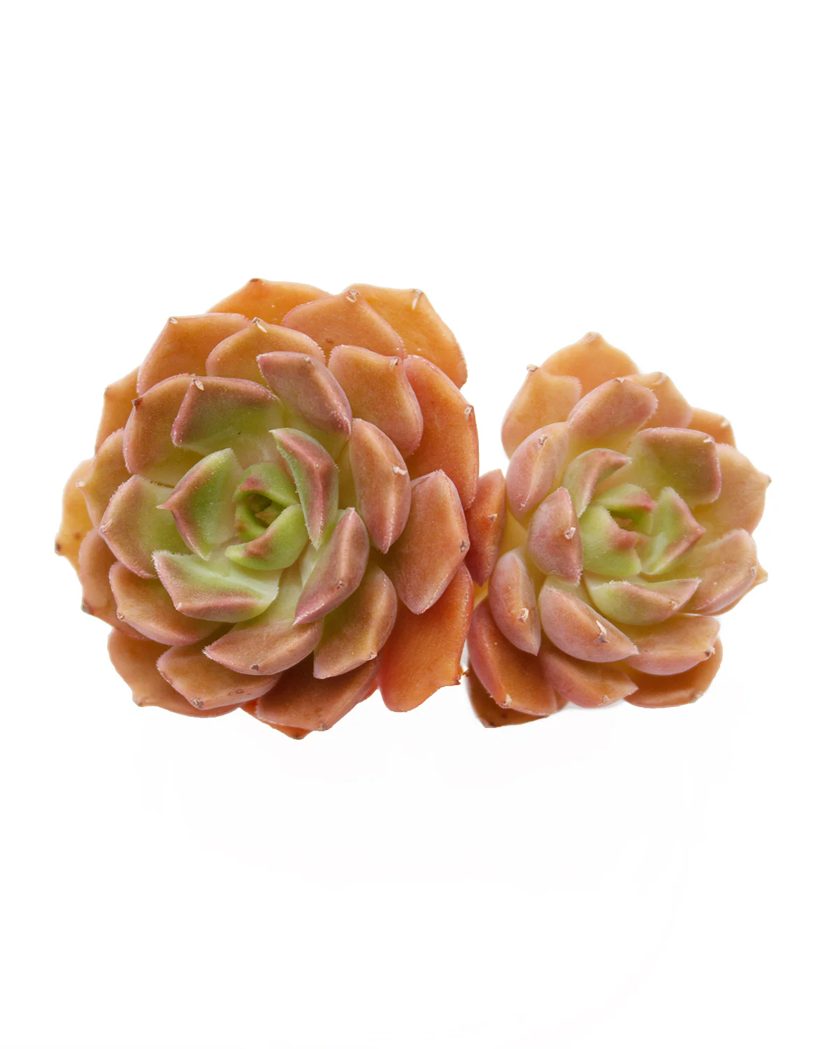 Echeveria Brown Rose - Image 3