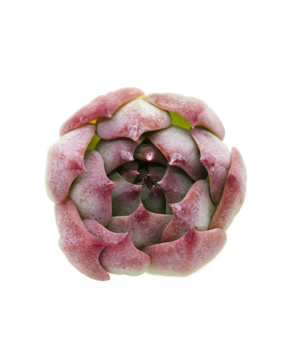 Echeveria Casio - Image 3