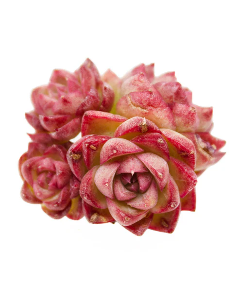 Echeveria Celebrity