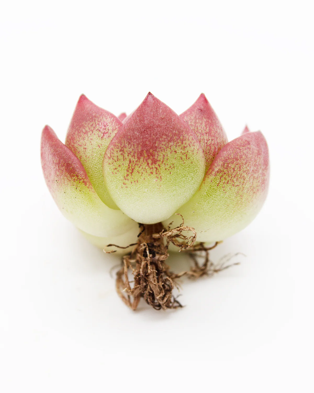 Echeveria Charleston - Image 2