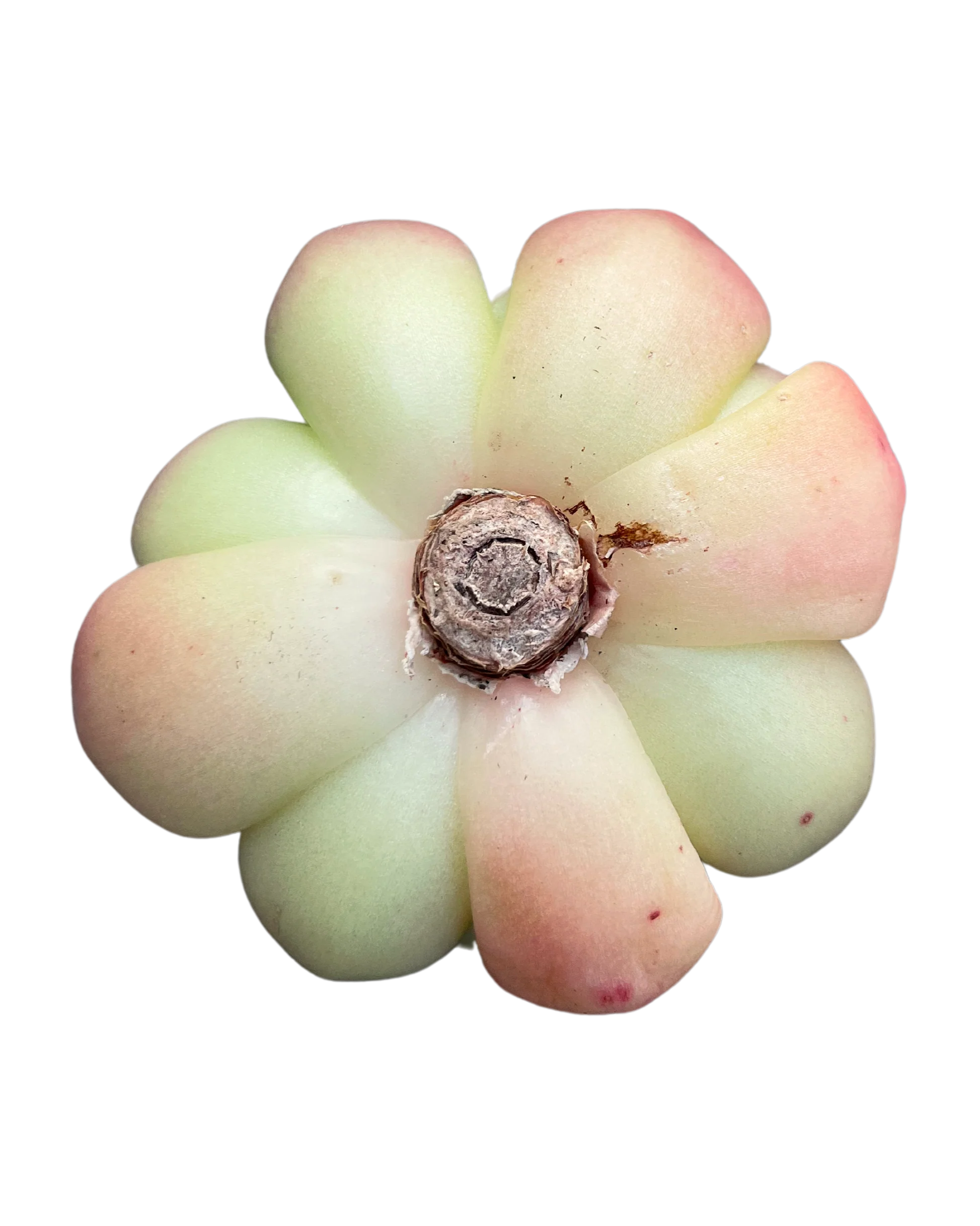 Echeveria Champagne - Image 2