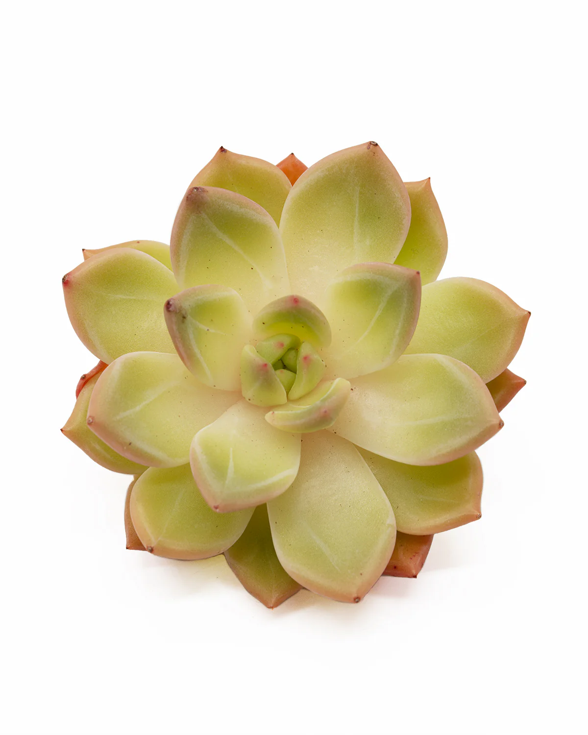 Echeveria Champagne - Image 3