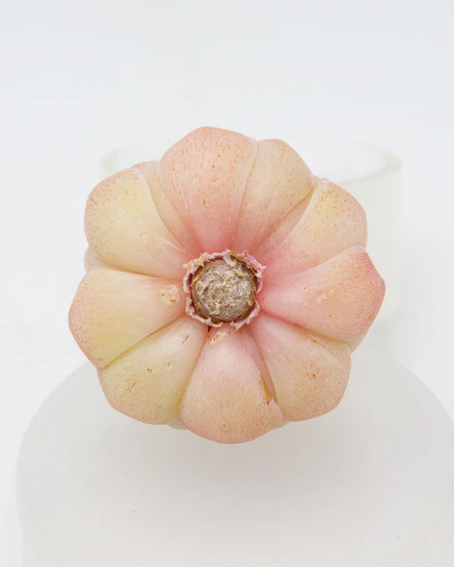 Echeveria Charles Rose - Image 2