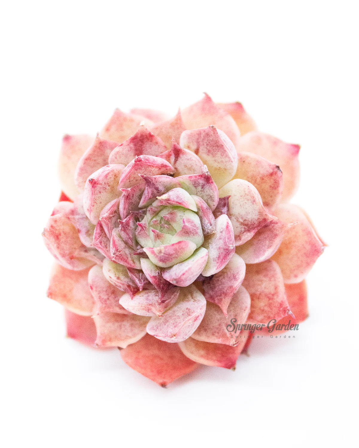 Echeveria Charles Rose - Image 3