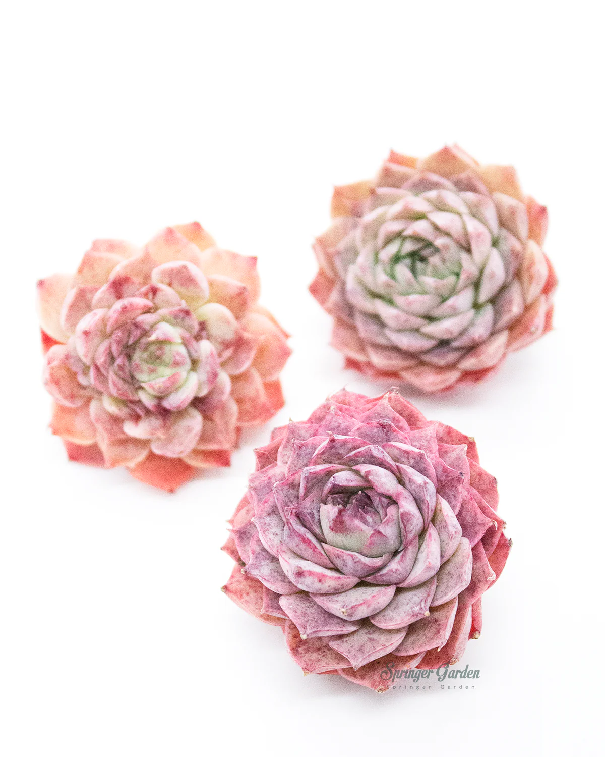 Echeveria Charles Rose - Image 4