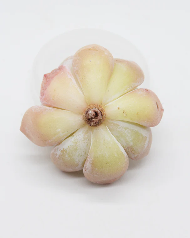 Echeveria Chocolate Mousse - Image 2