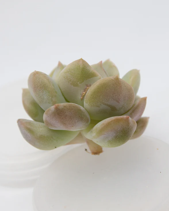 Echeveria Choucream - Image 2