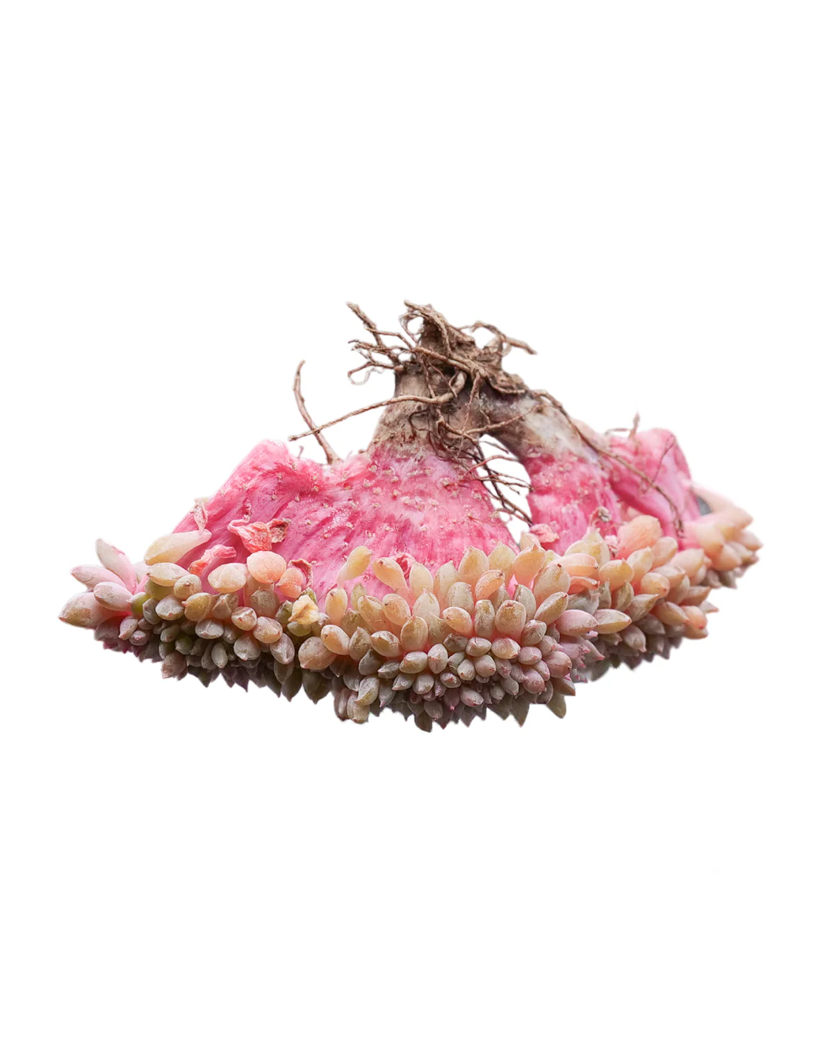 Echeveria Chrissy N - Image 2