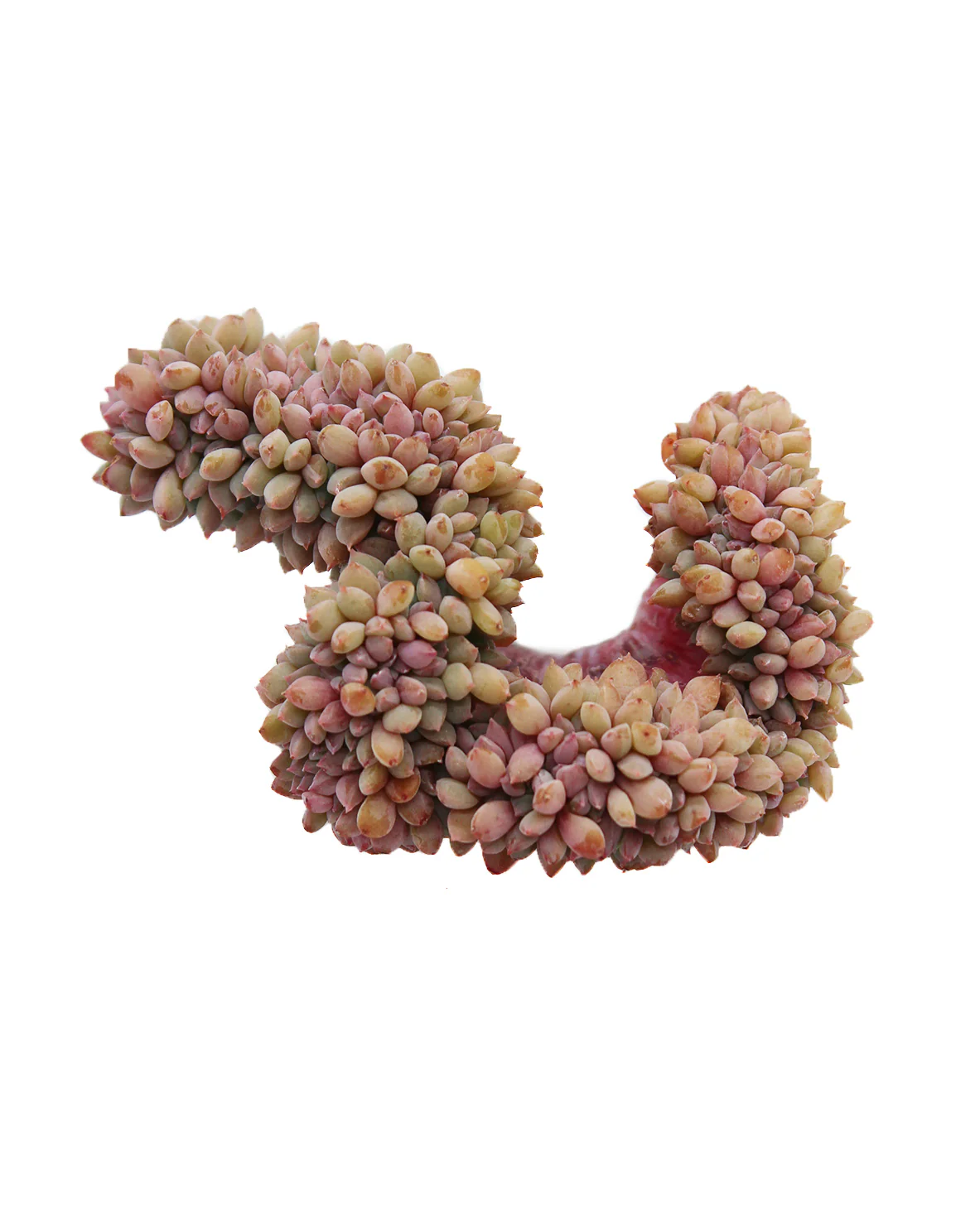 Echeveria Chrissy N - Image 3