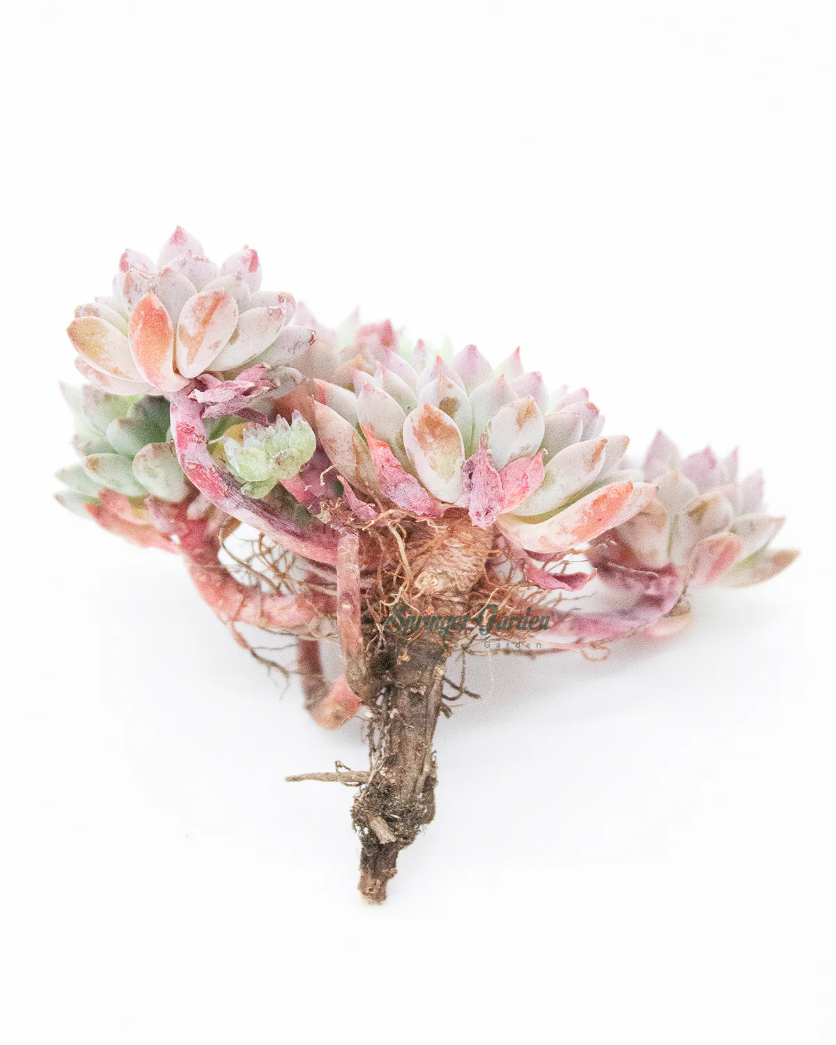 Echeveria ‘Chrissy n Ryan’ - Image 4