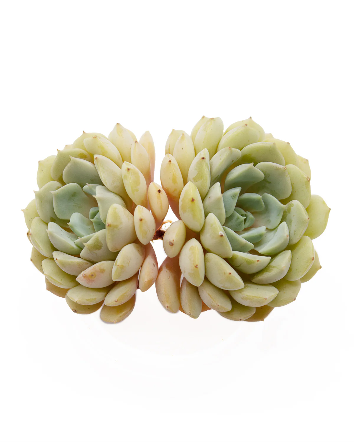 Echeveria Clara - Image 3