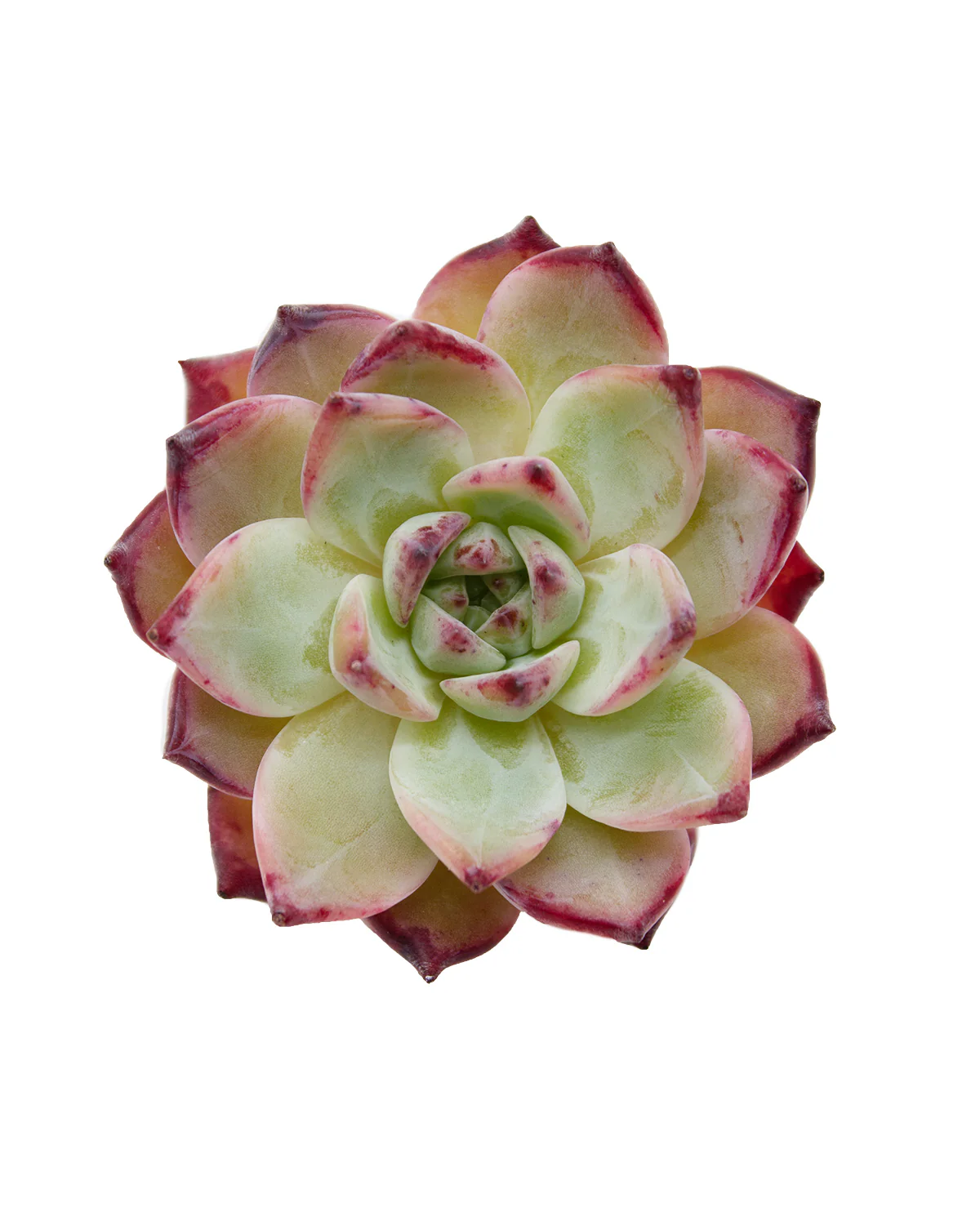Echeveria Colorabin - Image 3