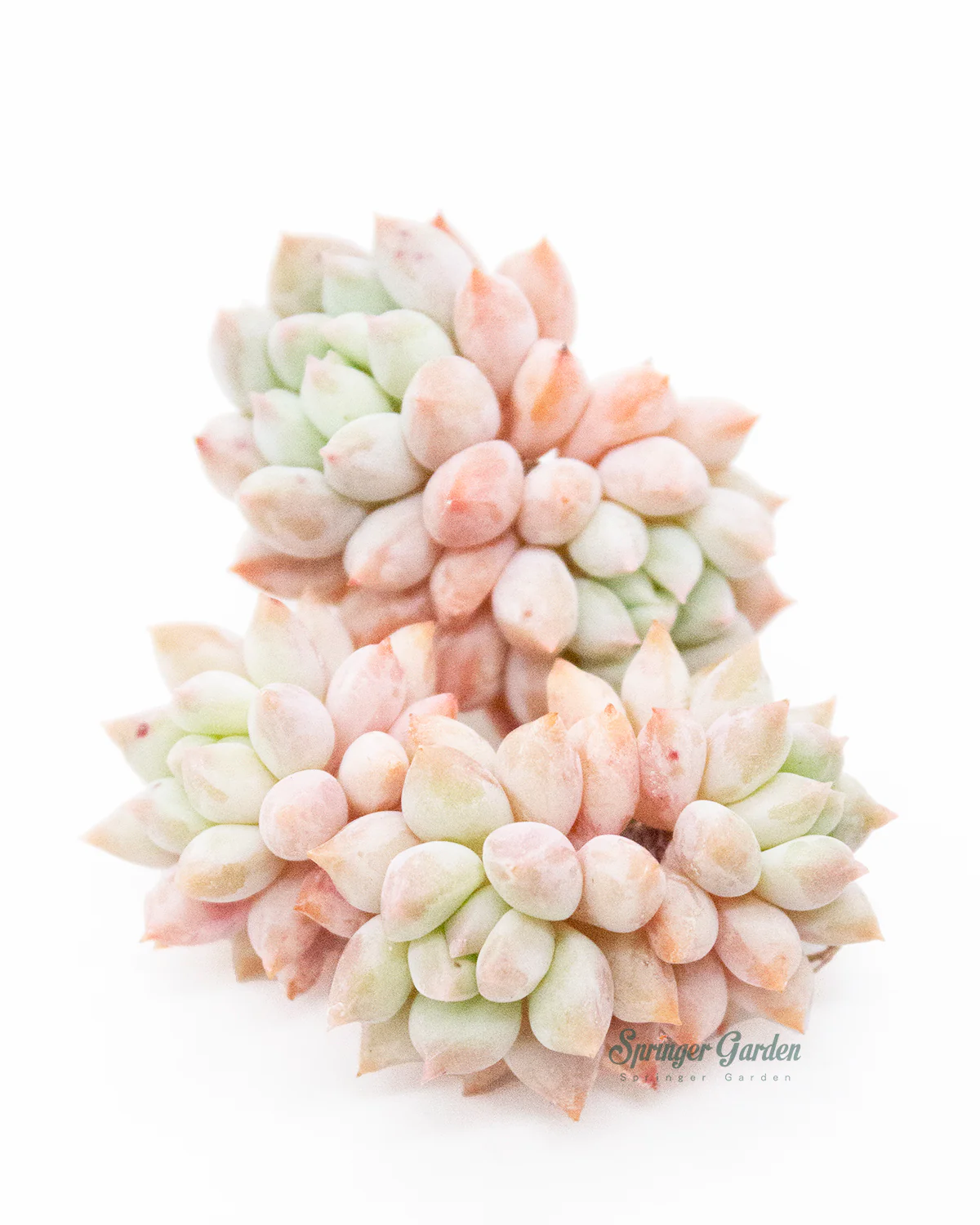 Pachyveria Crown Ball - Image 2