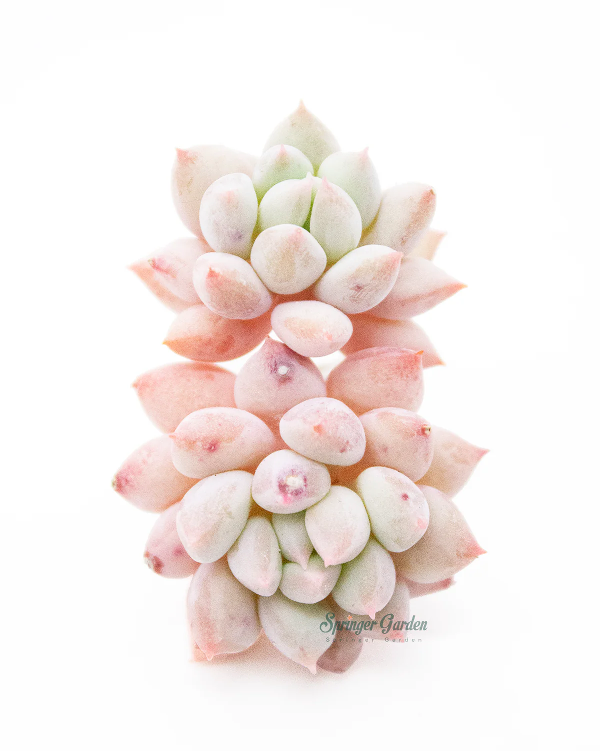 Pachyveria Crown Ball - Image 3
