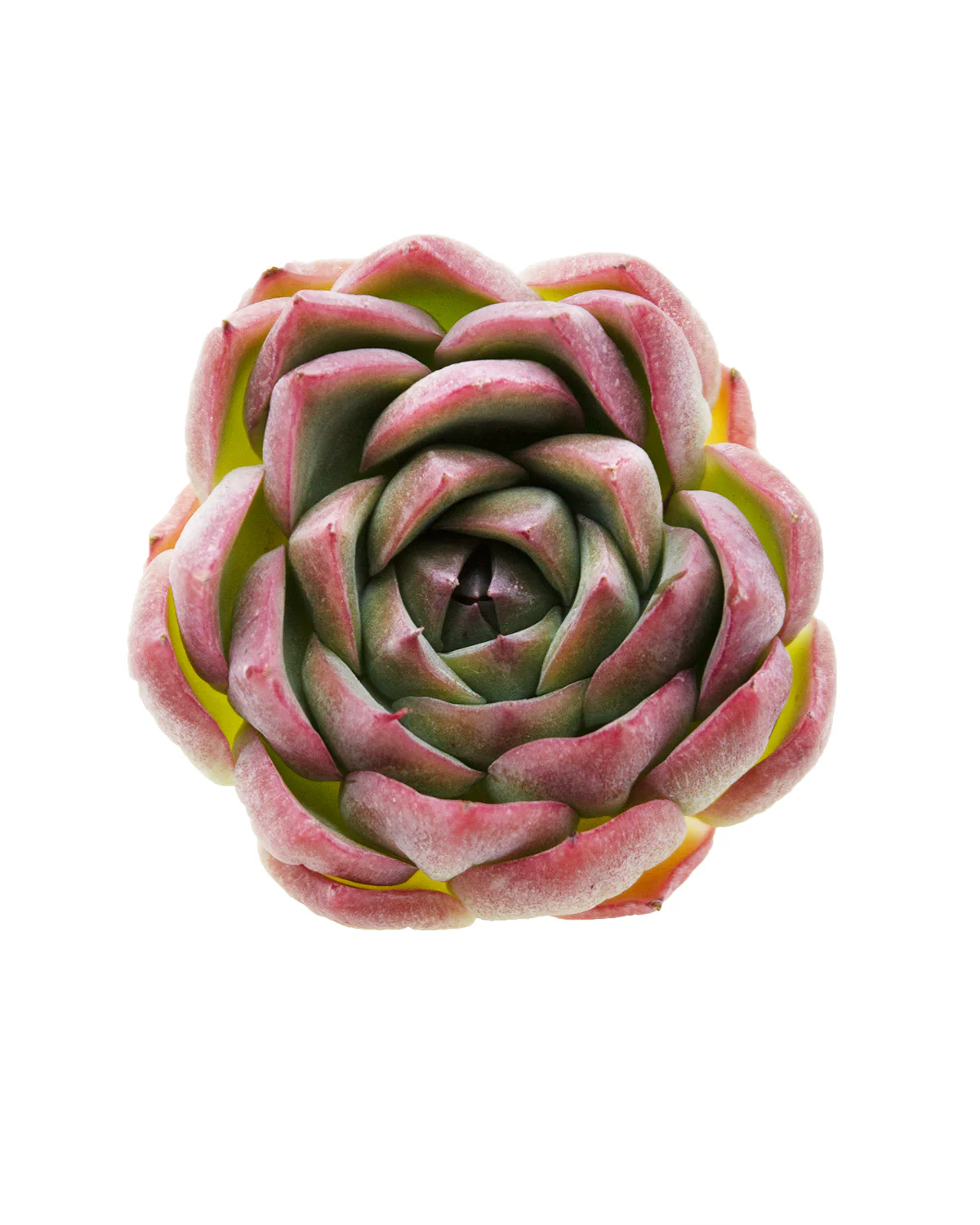 Echeveria Crystal - Image 3