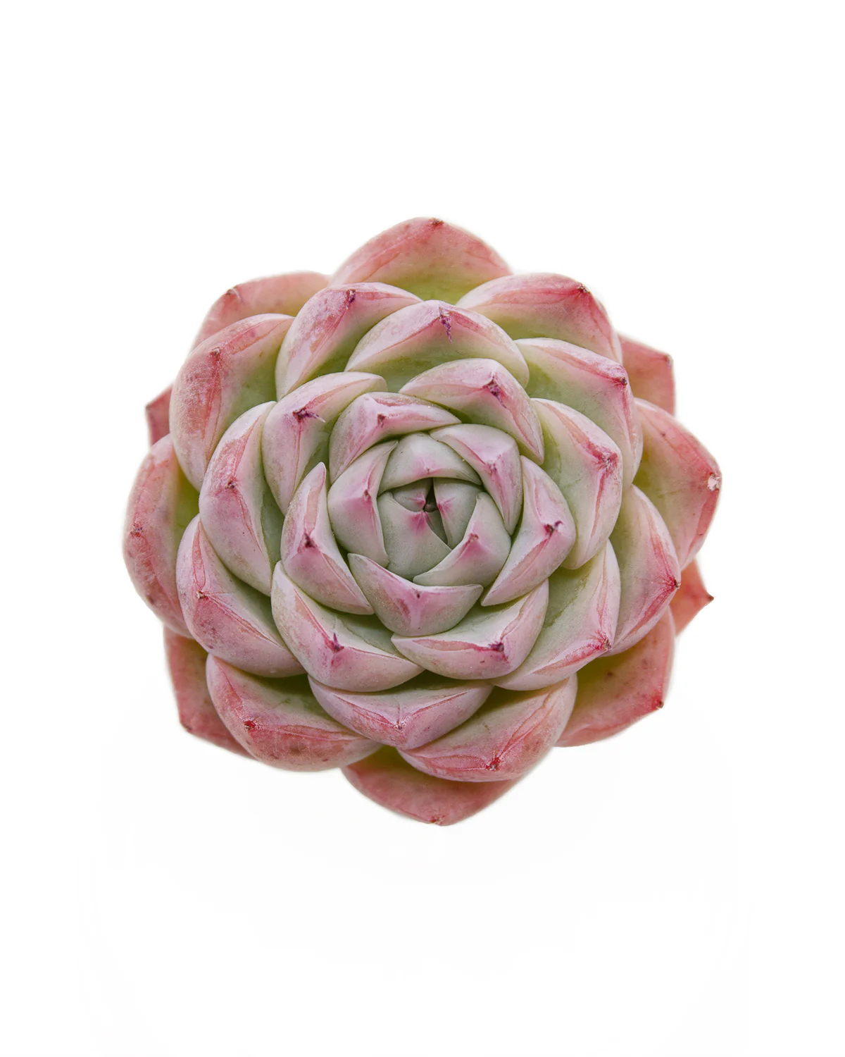 Echeveria Crystal - Image 4