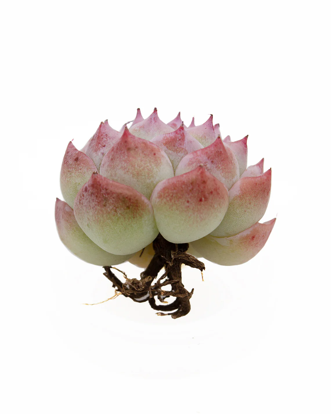 Echeveria Crystal - Image 5