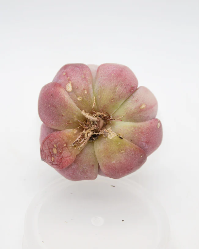 Echeveria Crystal Amber - Image 2