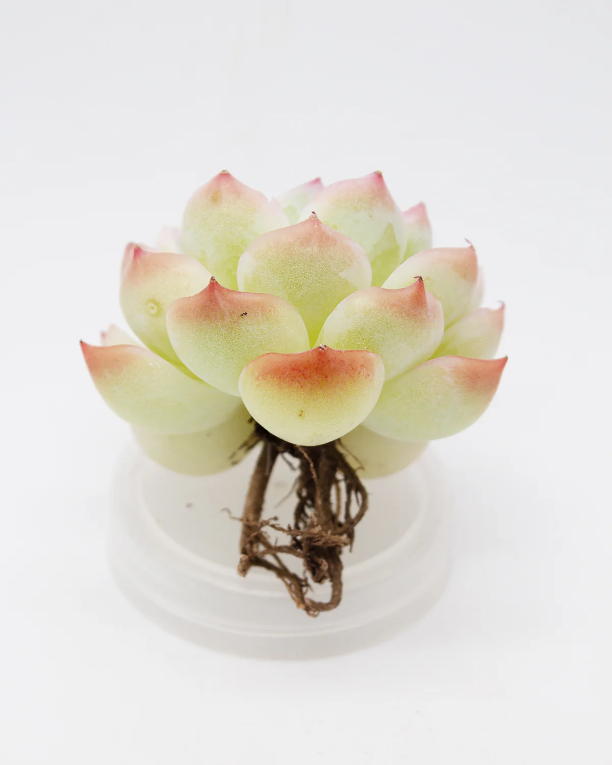 Echeveria Crystal Rose - Image 2