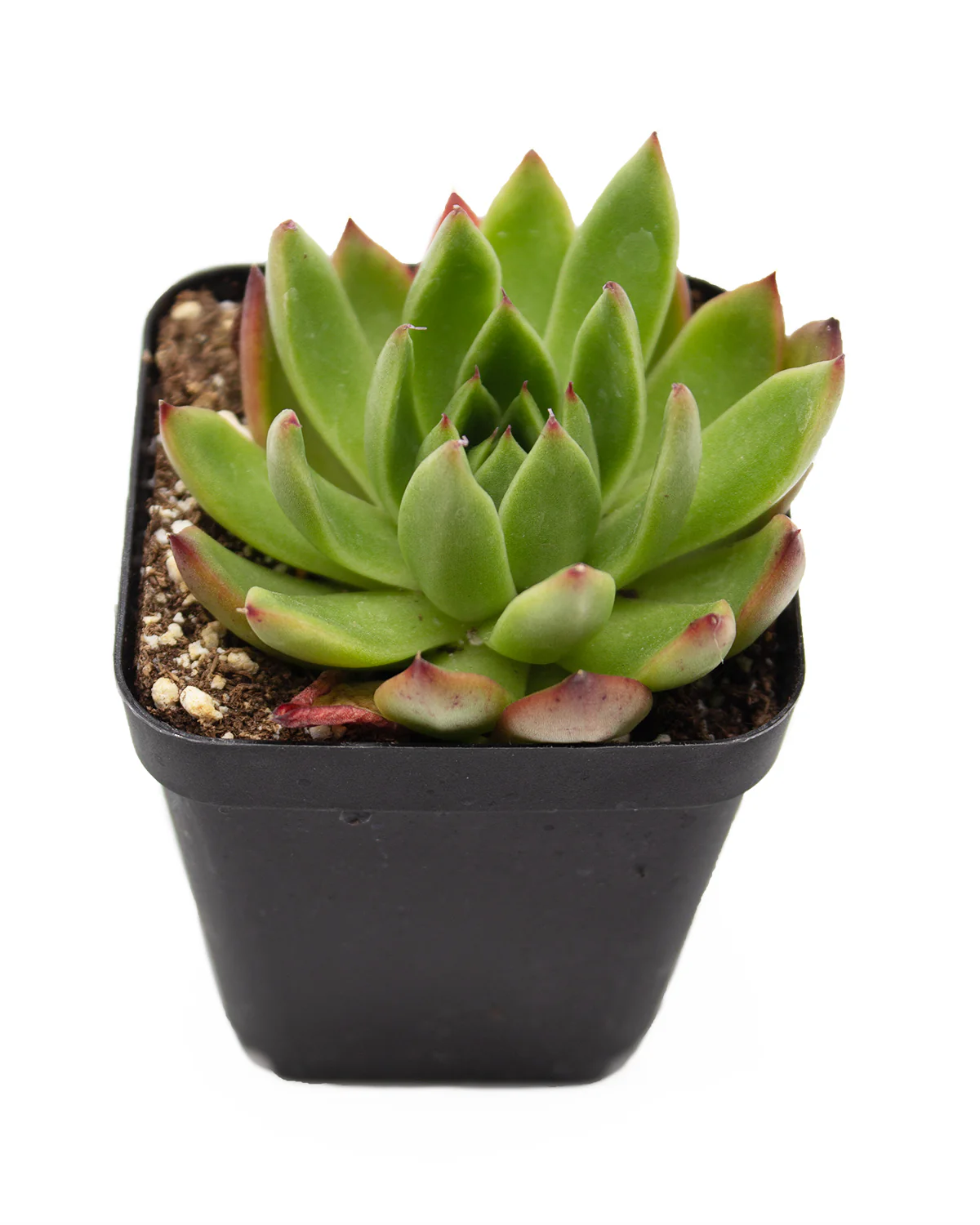 Echeveria Agavoides 'Ebony' Variegated - Image 2