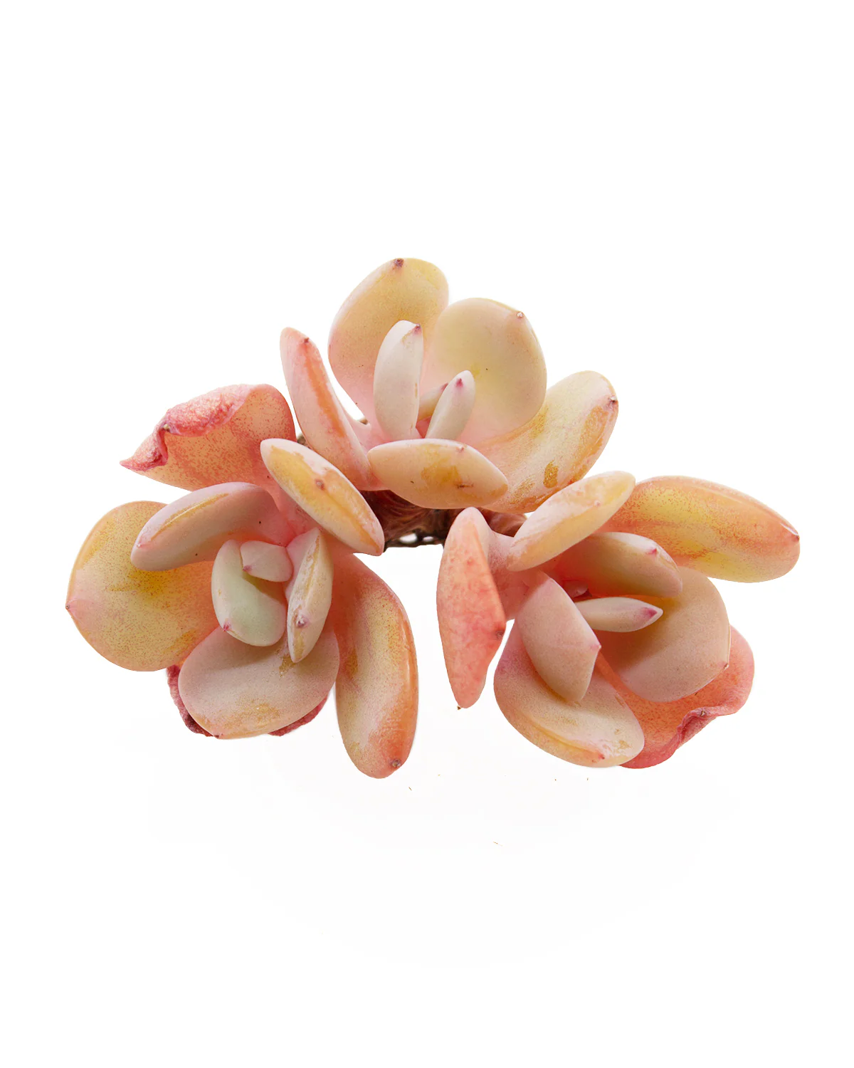 Echeveria cv Hakuhou - Image 4