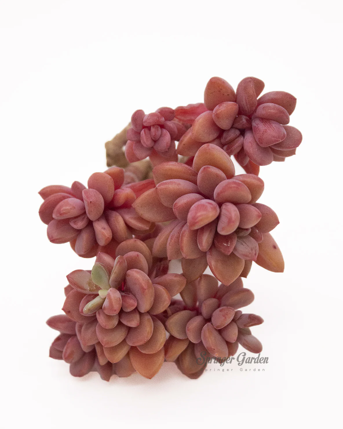 Echeveria cv Rezry - Image 3