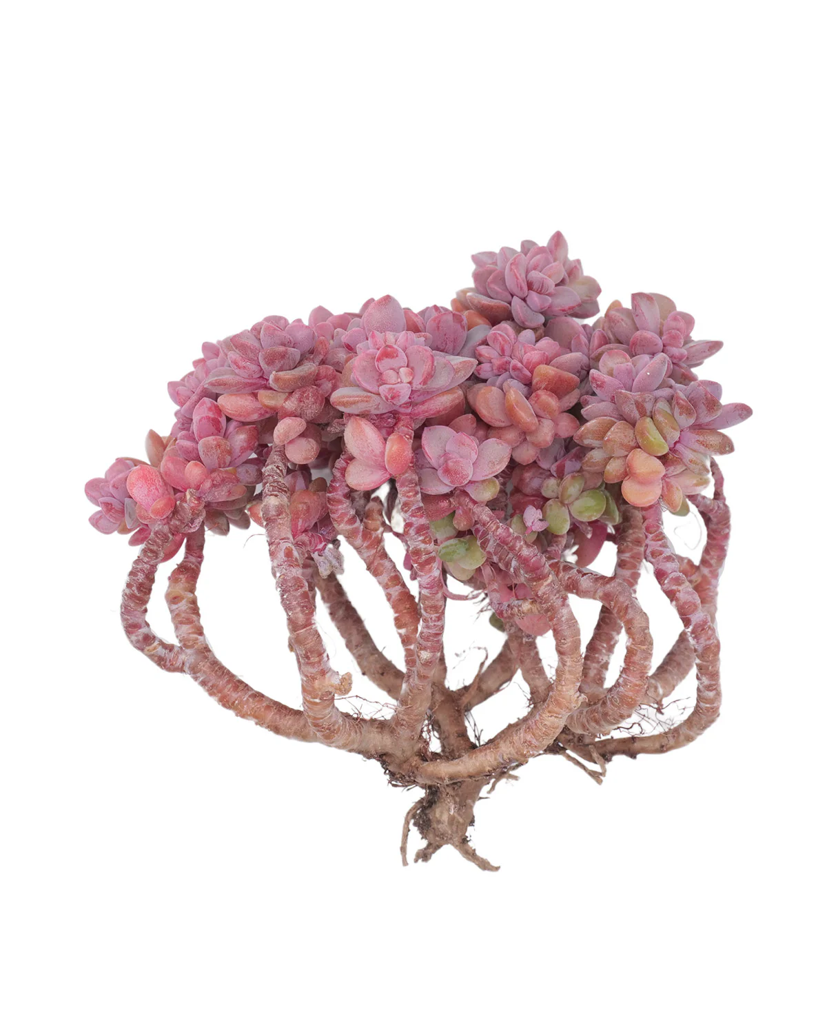 Echeveria cv Rezry - Image 5