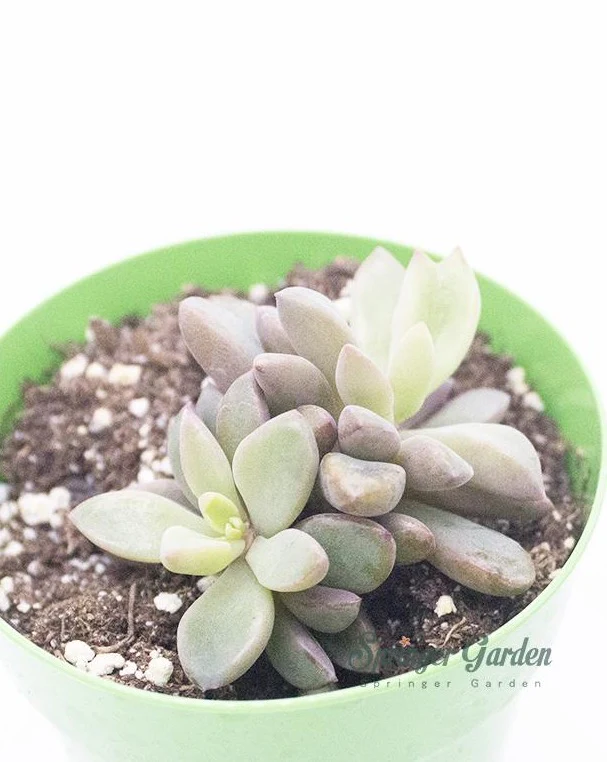 Echeveria cv. Rezry - Image 2