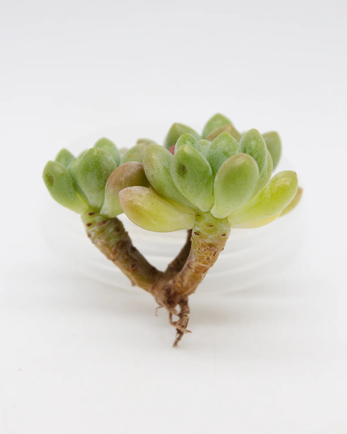 Echeveria Daphne - Image 2
