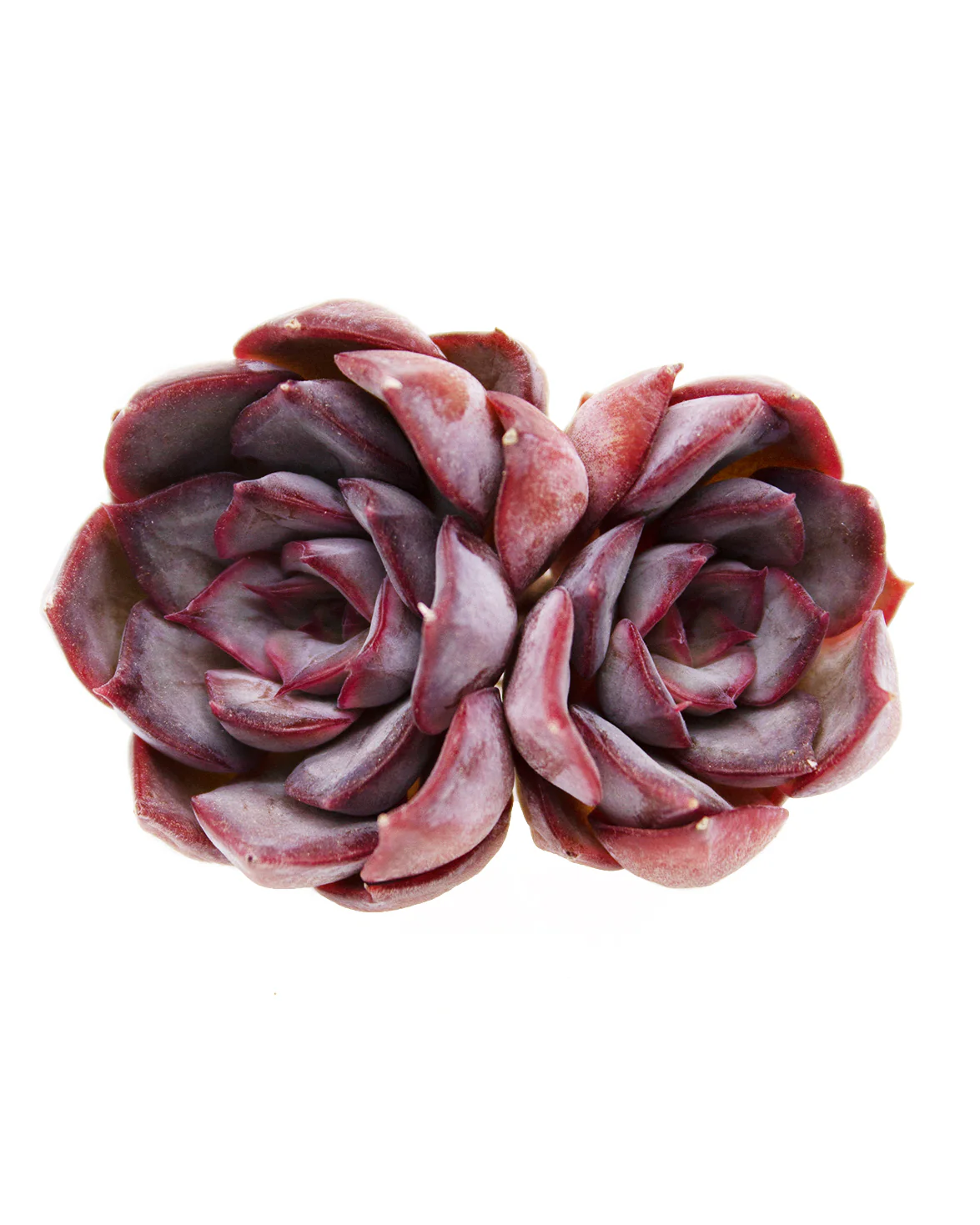 Echeveria Dark Ice - Image 2