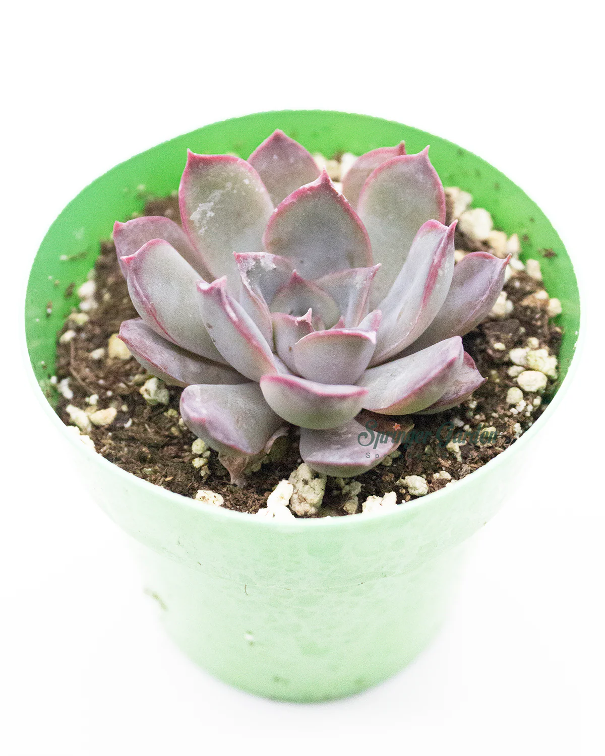 Echeveria 'Dark Ice' - Image 2