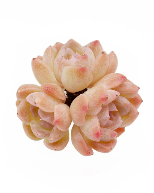 Echeveria Desire - Image 2