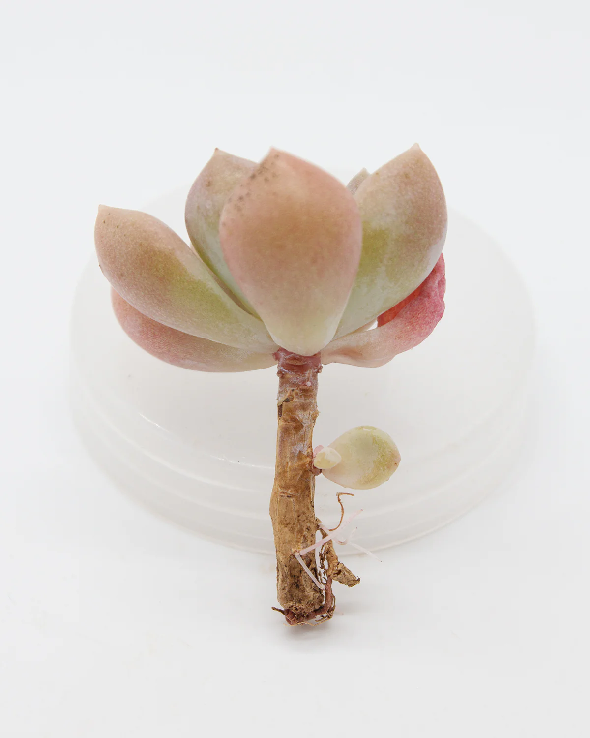 Echeveria Egg Tart - Image 2