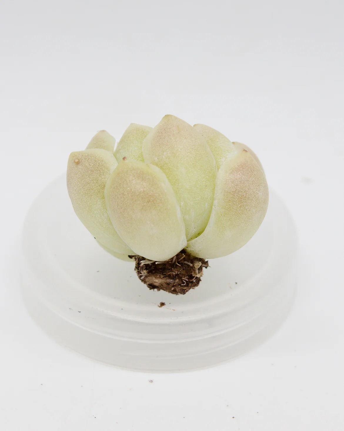 Echeveria Elegans Alba - Image 2